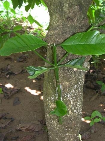 Khắc phục sau hạn hán cho cây cà phê, hồ tiêu và cây ăn quả vùng Tây Nguyên và Nam Trung Bộ